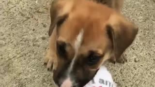 Cute little puppy chews on owner's sock