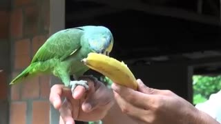 Parrot being fed banana