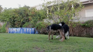 Dogs Playing 1