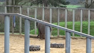 Young elephants playing football in zoo