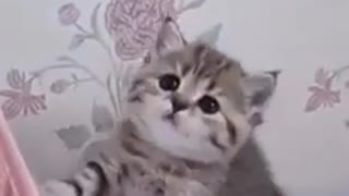 Cute Playing Kitten Baby Funny Cat