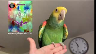 Why you Should NEVER NOT TRAIN YOUR PARROT!