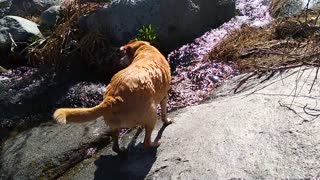 Funny Dog Attacks Water