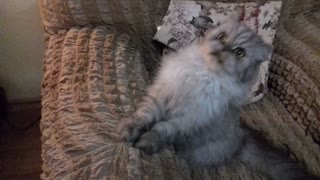 Adorable kitten preciously plays with string