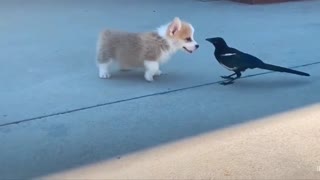 small puppy and bird friendship | puppy playing with bird