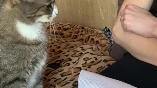 Kitty Is A Little Tired of Its Owner Being Around