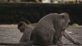 Monkey with family