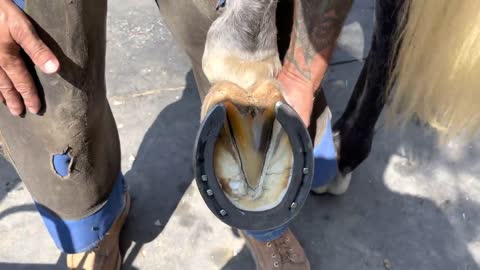 HORSE HOOF RESTORATION You must see this !!!!