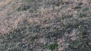 Puppy golden retriever play fetch at the park