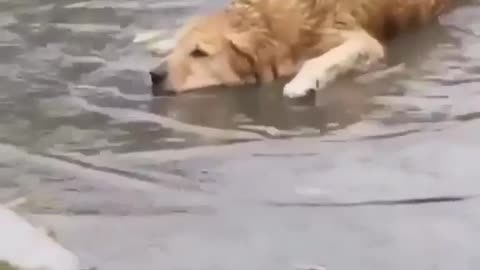 Cute Dog Swimming in The Rain