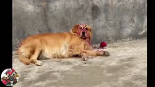 Random Funny Dog Video