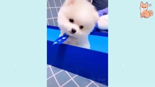 Awesome funny little puppies