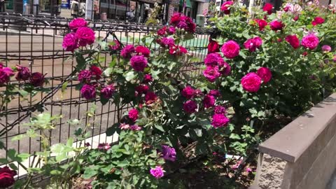 Street Rose in Tokyo, Japan. Beautyful ♥