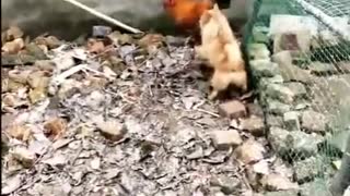 super funny chicken video