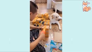 Cute Puppies Cute Funny and Smart Dogs CLIP