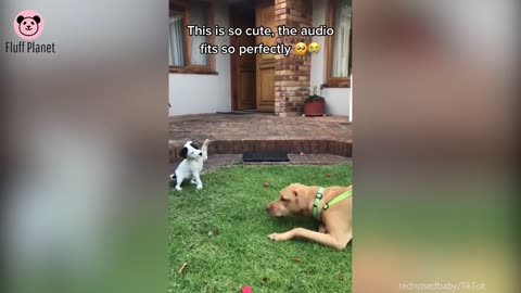 Funny Pets on TikTok That Will Brighten Up Your Day | Fluff Planet