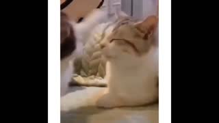 Funniest Cats Ever - Part 3