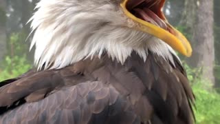 Outspoken Bald Eagle