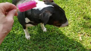 Dog eats flavored ice in hot summer