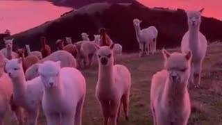 Herd Of Alpacas Enjoy Magnificent Sunset