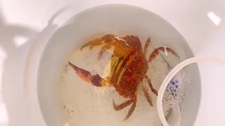 Rock crab in confinement