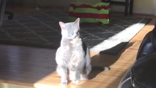 Funny Cat Literally Tries To Catch The Sunshine