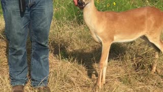 Friendly Deer Hangs Out During Dove Hunt