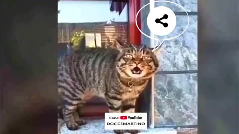 cats speaking english animals funny 2021 funny