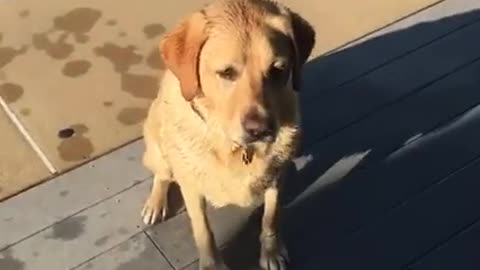 This Dog's Pool Time Routine Is Not Something To Be Missed.