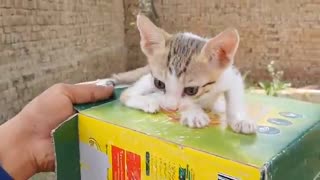 funny cat cute video