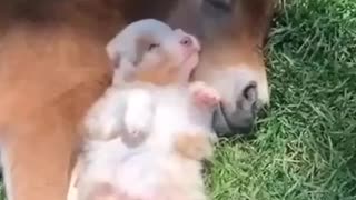 Puppy and pony sleeping together