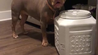 Hungry doggy is not happy about her new diet
