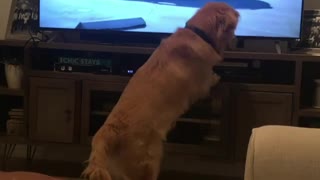 Golden Retriever Obsessed With Dog-Themed Commercial