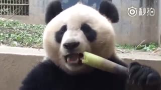 Giant panda 🐼