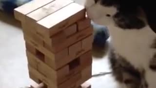 Smart Cat Plays Buildings Game