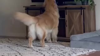 Most important dog funny video