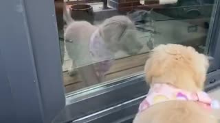 Golden Retriever Puppy Barking at her Reflection