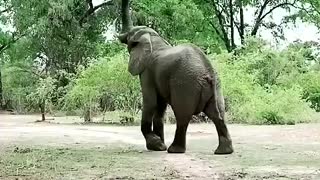 Amazing eating a elephant
