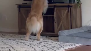 funny video dog shorts