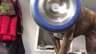 Hungry Dog Dramatically Delivers Food Bowl