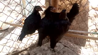 Black chickens
