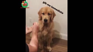 Dog funny decision on cookies 🐶 Funny Animals
