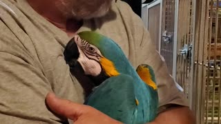 Man Gives His Macaws Goodnight Hugs and Kisses