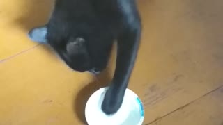Cat eats sour cream as a person
