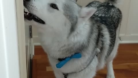 Frisky husky convinces owner to play with him
