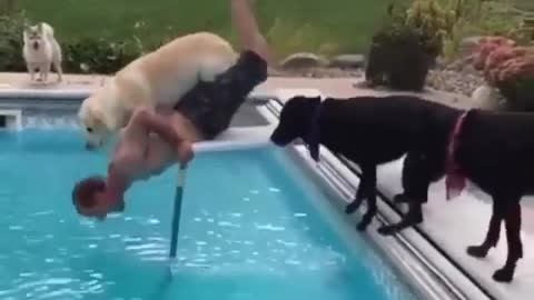 Dog fallen into pull try to stop laughing