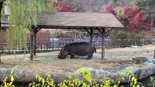 A quiet hippo that eats grass well.