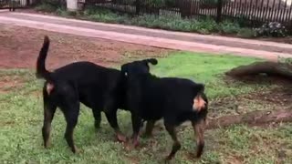 The Rottweiler rope pull.