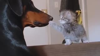 Tiny newborn kitten befriends gentle Doberman giant