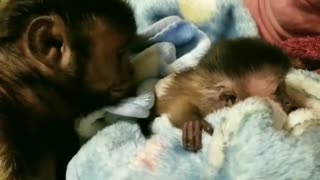 Capuchin preciously welcomes new baby addition